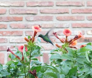 Hummy, the hummingbird, in our backyard.